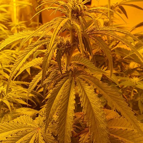 White Widow growlog timeline photo