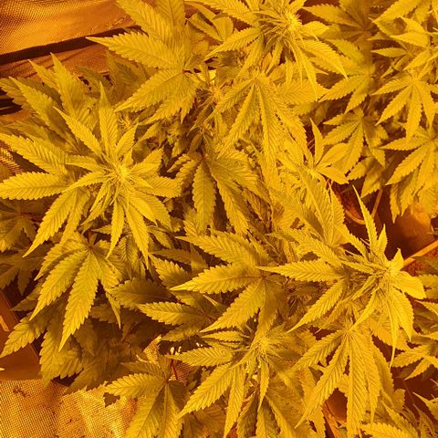 White Widow growlog timeline photo