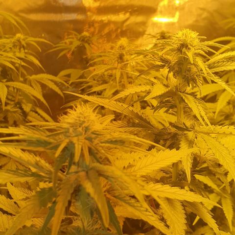 White Widow growlog timeline photo