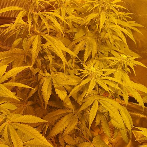 White Widow growlog timeline photo