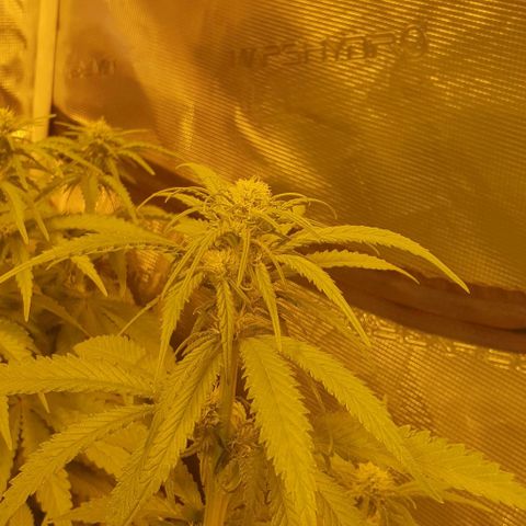 White Widow growlog timeline photo