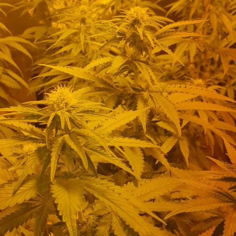 White Widow growlog timeline photo