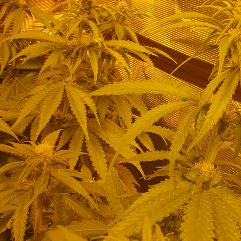 White Widow growlog timeline photo