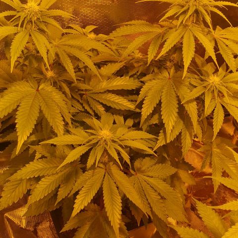 White Widow growlog timeline photo