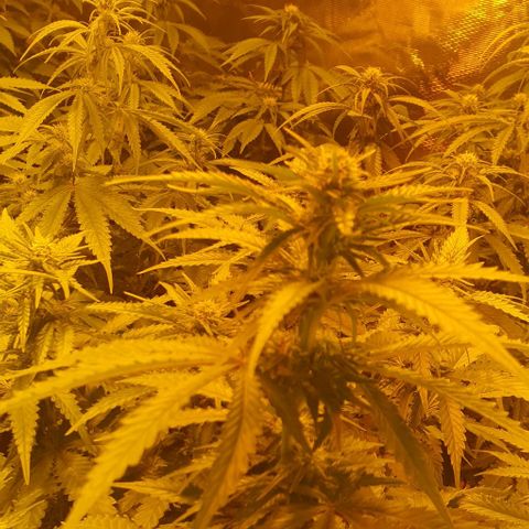 White Widow growlog timeline photo