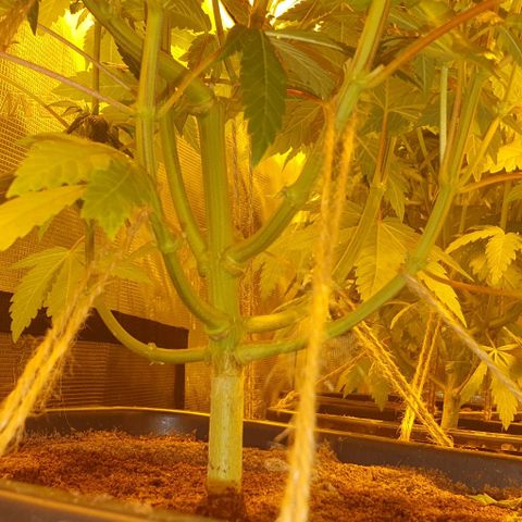 White Widow growlog timeline photo