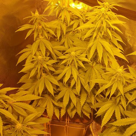 White Widow growlog timeline photo