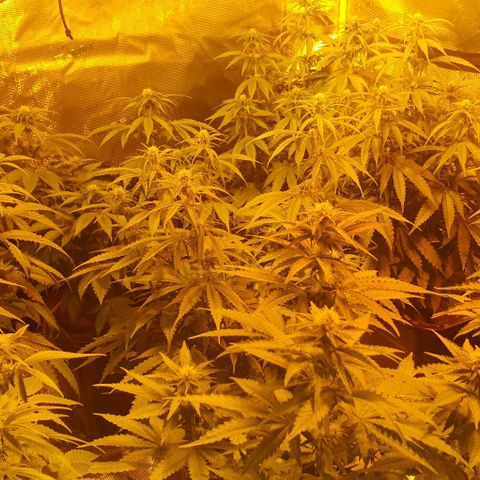 White Widow growlog timeline photo