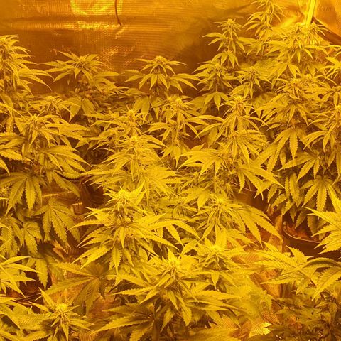 White Widow growlog timeline photo