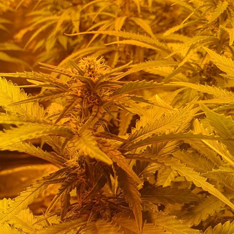 White Widow growlog timeline photo