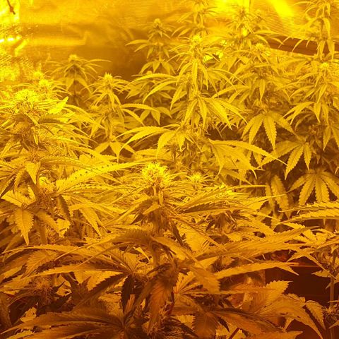 White Widow growlog timeline photo