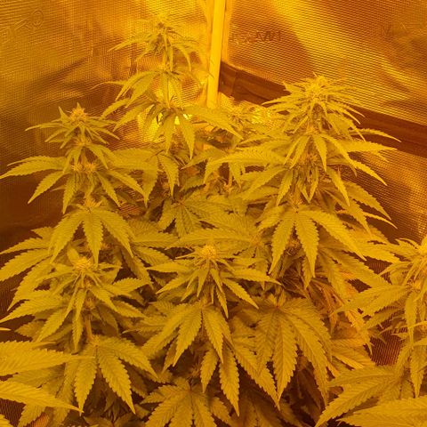 White Widow growlog timeline photo