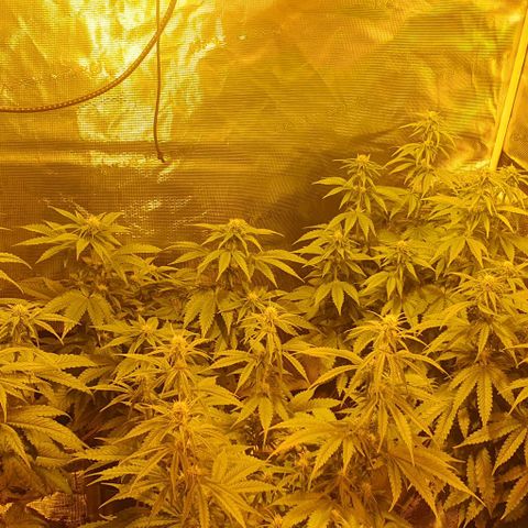 White Widow growlog timeline photo