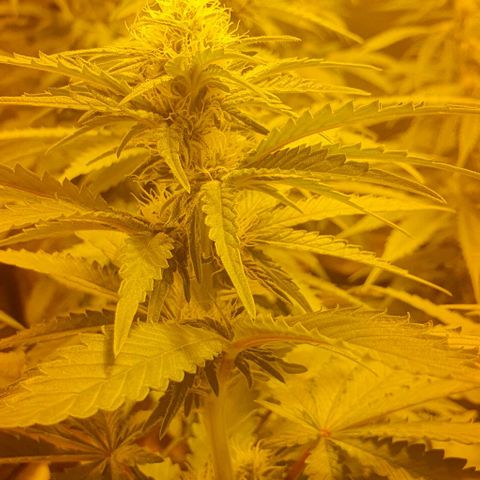 White Widow growlog timeline photo