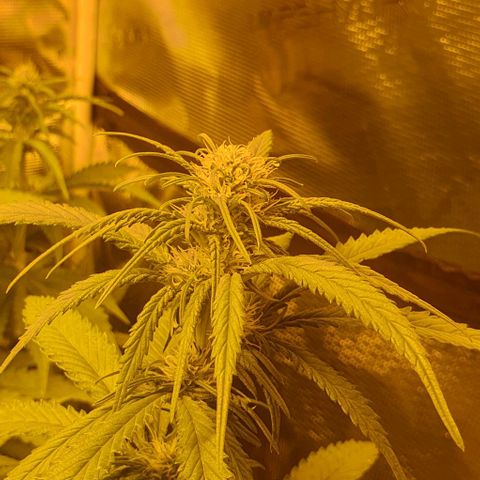White Widow growlog timeline photo