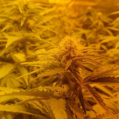White Widow growlog timeline photo