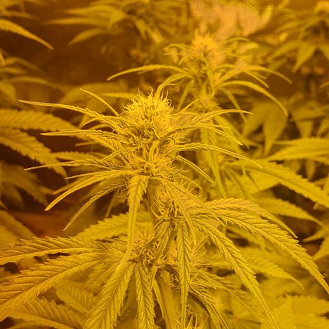White Widow growlog timeline photo