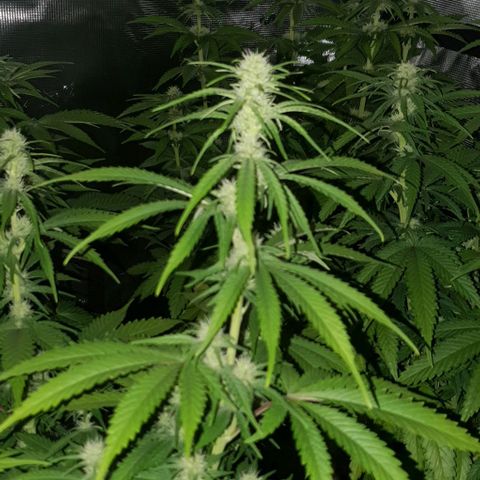 White Widow growlog timeline photo