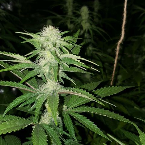 White Widow growlog timeline photo