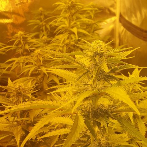 White Widow growlog timeline photo