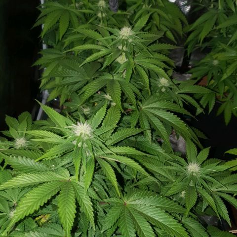 White Widow growlog timeline photo