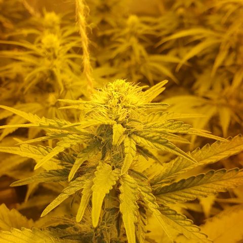 White Widow growlog timeline photo