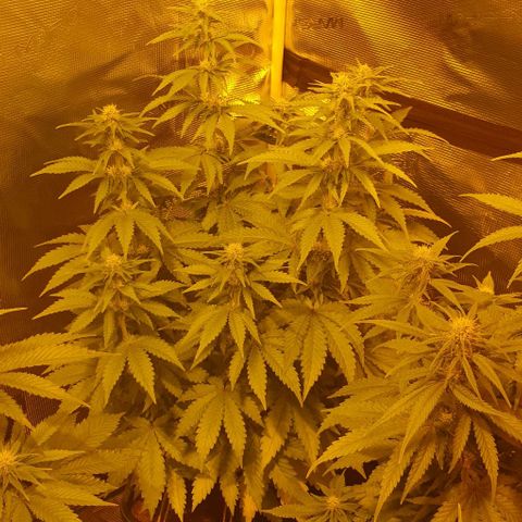 White Widow growlog timeline photo