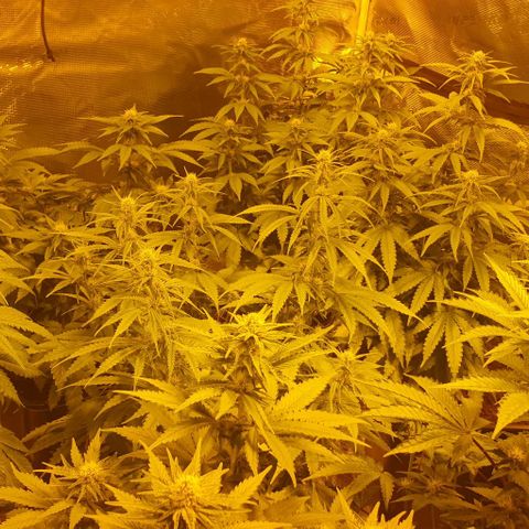 White Widow growlog timeline photo