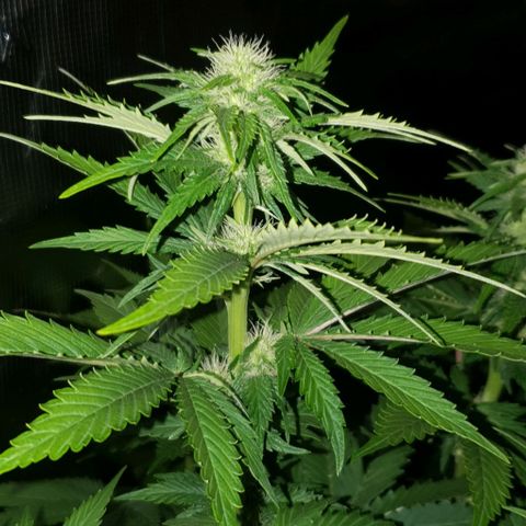 White Widow growlog timeline photo