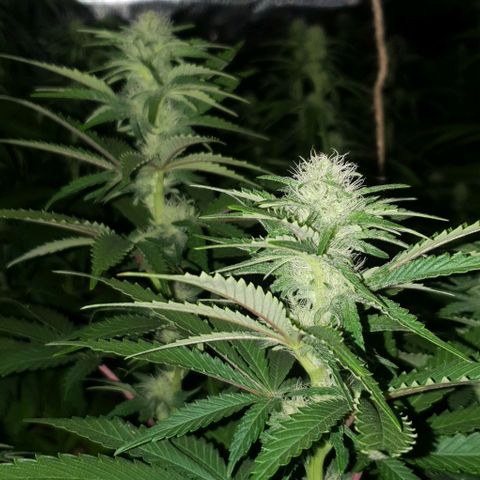 White Widow growlog timeline photo
