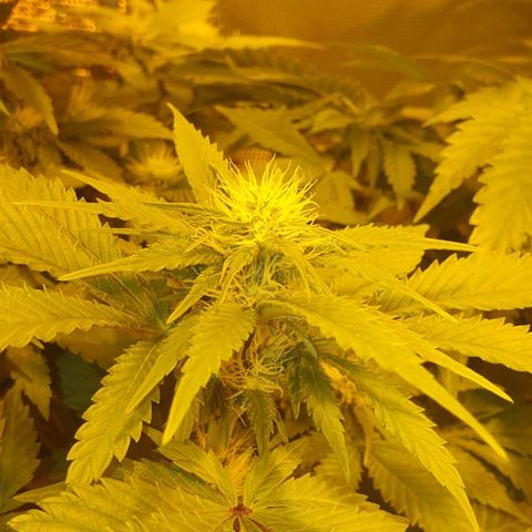 White Widow growlog timeline photo