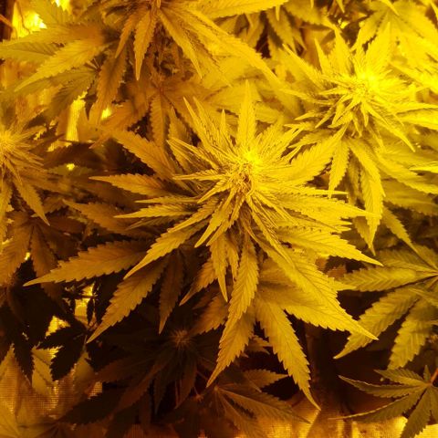 White Widow growlog timeline photo