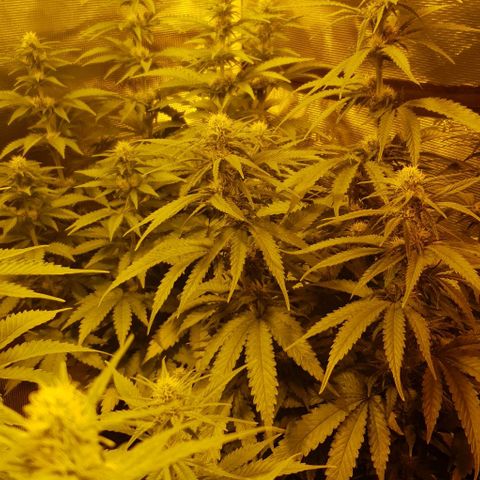 White Widow growlog timeline photo