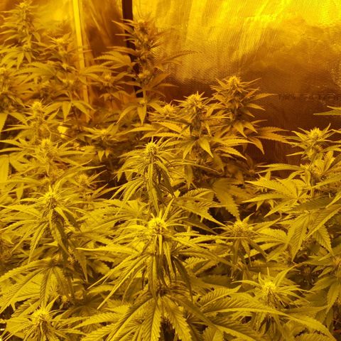 White Widow growlog timeline photo
