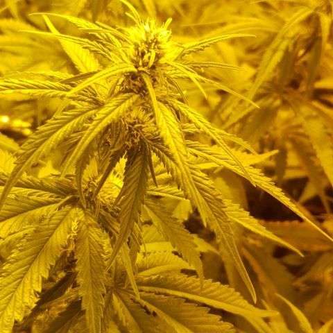 White Widow growlog timeline photo