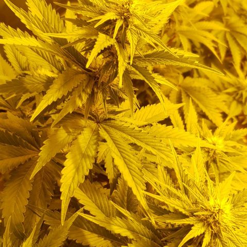 White Widow growlog timeline photo