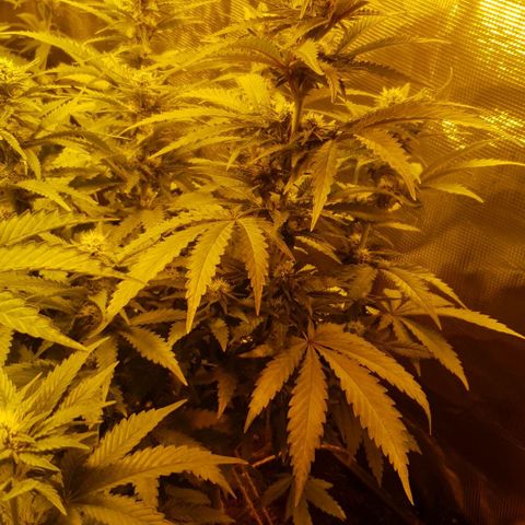 White Widow growlog timeline photo