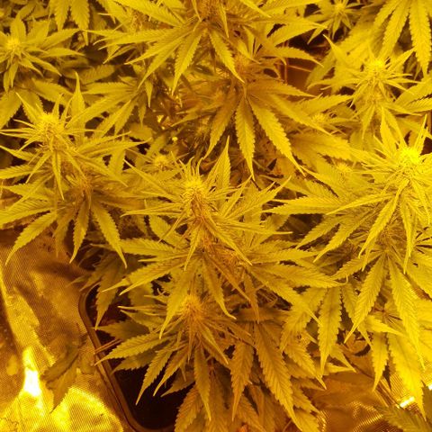 White Widow growlog timeline photo