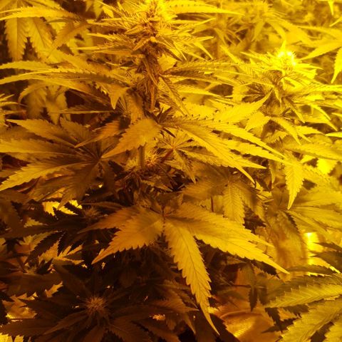 White Widow growlog timeline photo