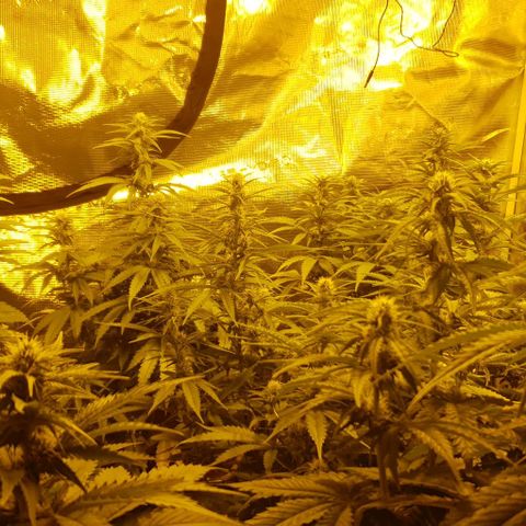 White Widow growlog timeline photo