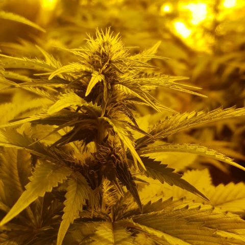 White Widow growlog timeline photo