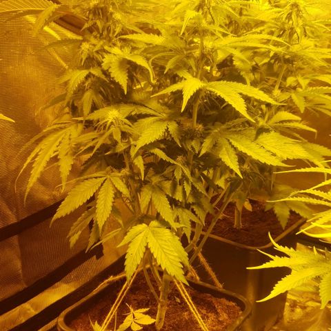 White Widow growlog timeline photo