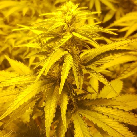 White Widow growlog timeline photo