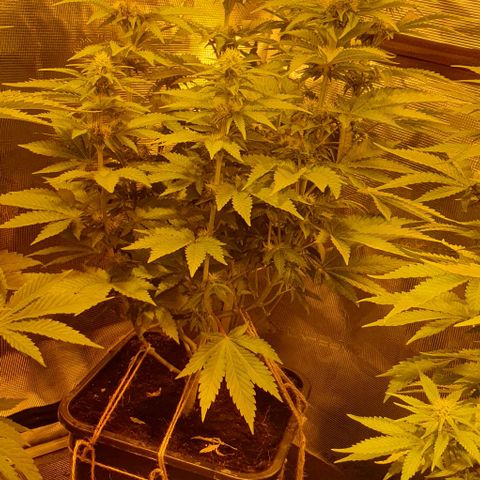 White Widow growlog timeline photo