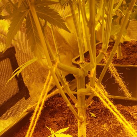White Widow growlog timeline photo