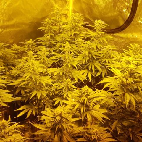 White Widow growlog timeline photo