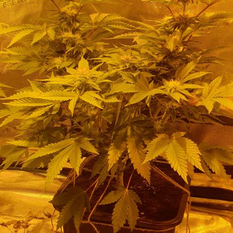 White Widow growlog timeline photo