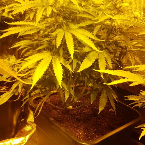White Widow growlog timeline photo