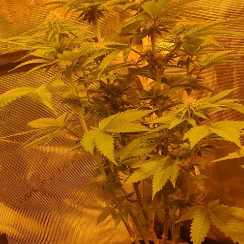 White Widow growlog timeline photo