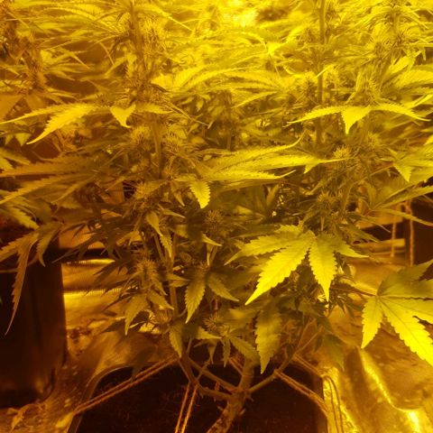 White Widow growlog timeline photo